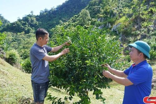 Mường Cơi tập trung chăm bón cây ăn quả