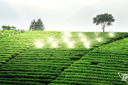 Chủ động phát triển vùng nguyên liệu
