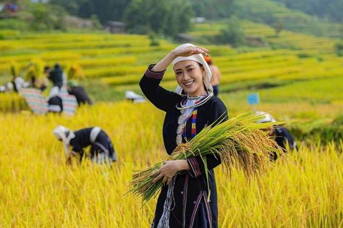 Hồng Thái - Sắc vàng ruộng bậc thang và du lịch cộng đồng hấp dẫn tại Tuyên Quang