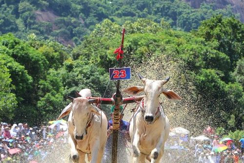 64 đôi bò kịch tính tranh Cúp Truyền hình An Giang