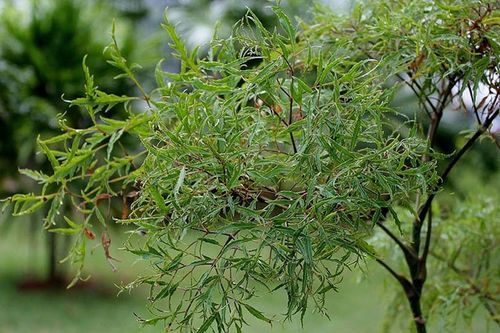 Cây đinh lăng ra hoa là tốt hay xấu?