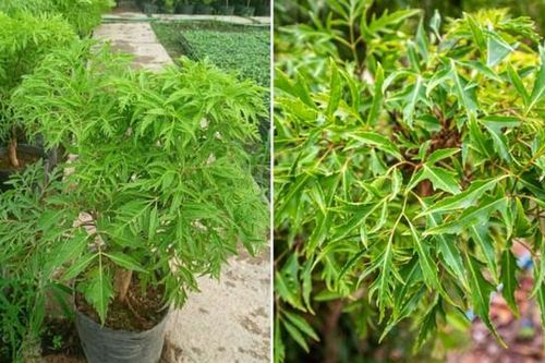 Trồng đinh lăng đúng chỗ, gia chủ dễ hút lộc, tiền vào như nước