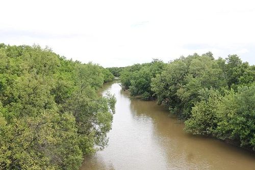 Hồi sinh rừng ngập mặn ở Vĩnh Long