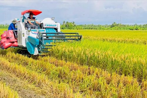 Hỗ trợ nông dân sấy và trữ lúa