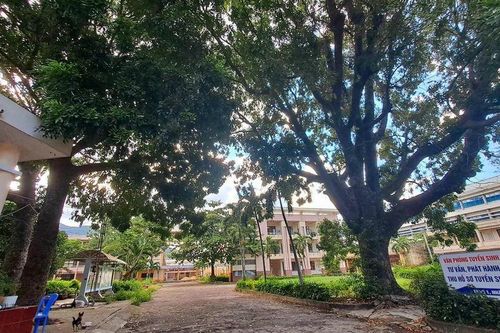 Đấu giá khu 'đất vàng' trên tuyến đường ven biển Gia Lai