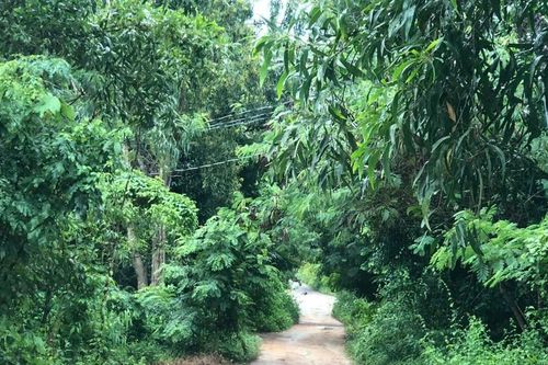 Nghi án con trai sát hại mẹ ruột, chém trọng thương chị gái