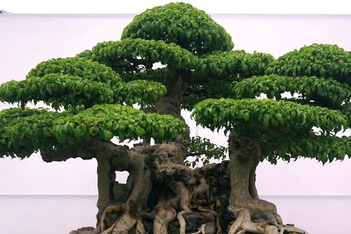 Cách trồng và ý nghĩa phong thủy của cây sanh