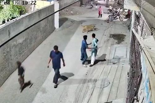 Kinh hoàng cảnh sư tử sổng chuồng lao vào tấn công người trên phố