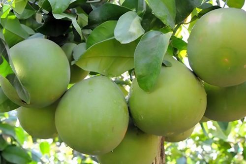 Loại quả xưa là sản vật tiến vua, nay là đặc sản được săn lùng, vị chua ngọt độc đáo