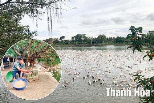 'Vua vịt' ở Tân Tiến