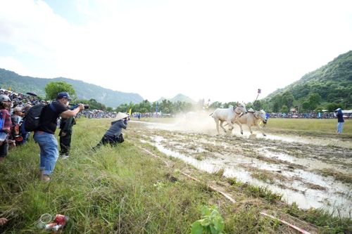 Bình Điền - Tự hào đồng hành cùng di sản văn hóa Đua bò Bảy Núi