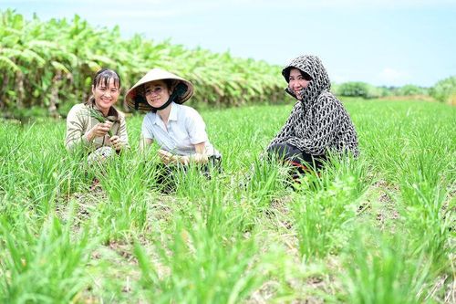 Trồng hẹ bông ở Công Sự