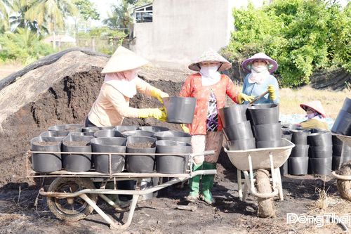 Làng hoa Mỹ Phong tất bật chuẩn bị vụ hoa tết