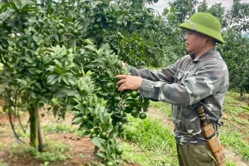 Nghĩa Tâm phục hồi vùng cây ăn quả có múi theo hướng bền vững