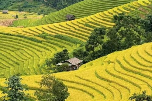 Hai cung bậc của mùa vàng