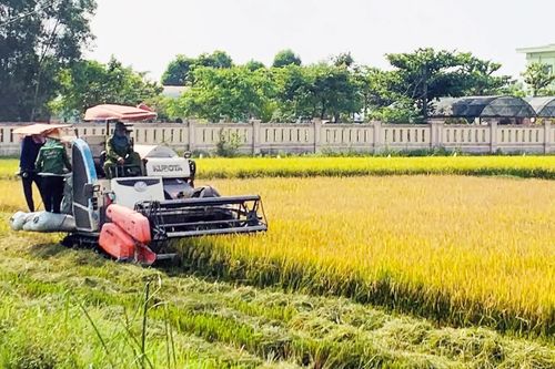 Xã Trường Ninh: Cơ bản hoàn thành thu hoạch lúa hè-thu