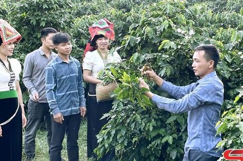 Cà phê Arabica - Cây trồng chủ lực của Sơn La