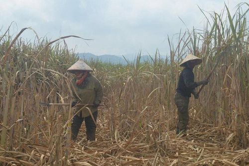Nghệ An: Người dân xã miền núi có nguy cơ mất trắng vì mía chết hàng loạt