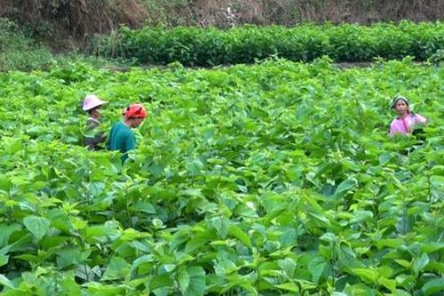 Từ trồng dâu nuôi tằm đến những nông sản vượt biển sang Mỹ giúp nông dân Cao Bằng 'tô đẹp' bức tranh nông thôn mới