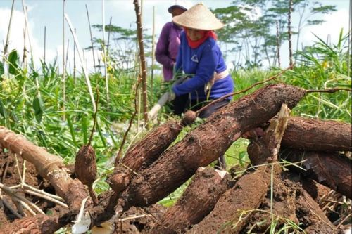 Indonesia hạn chế nhập khẩu sắn và ethanol