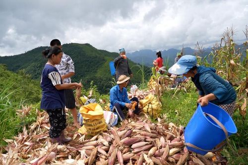 Phjắc Cát - mùa vàng trên đất khát