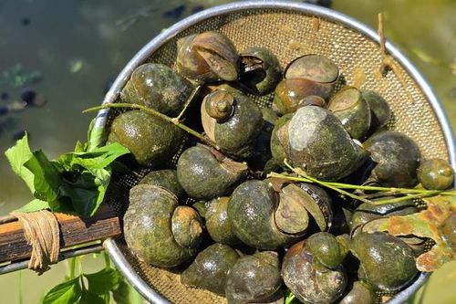 Khởi nghiệp từ 12 triệu đồng, chủ trang trại thu lãi lớn với ốc bươu đen