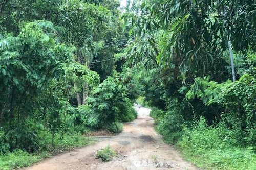 TPHCM: Con trai dùng dao sát hại mẹ, chém chị gái