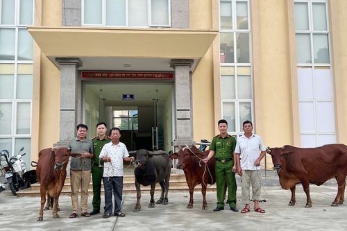 Liên tiếp gây ra hàng loạt vụ trộm trâu, bò trên địa bàn Hà Nội