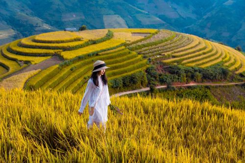 4 lộ trình 'đáng từng xu' ngắm mùa vàng Tây Bắc