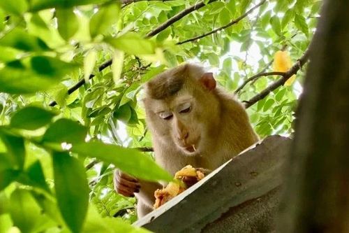 Kịp thời bắt giữ cá thể khỉ đuôi lợn sổng chuồng tấn công người dân