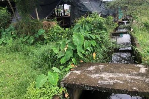 'Mượn' kênh thoát nước để xả thải trái phép!