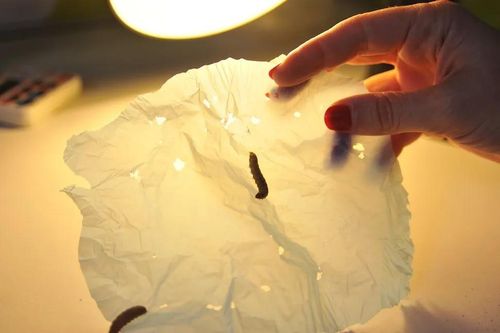 Kỳ lạ loài sâu ăn nhựa, phân hủy túi nilon chỉ 24 giờ