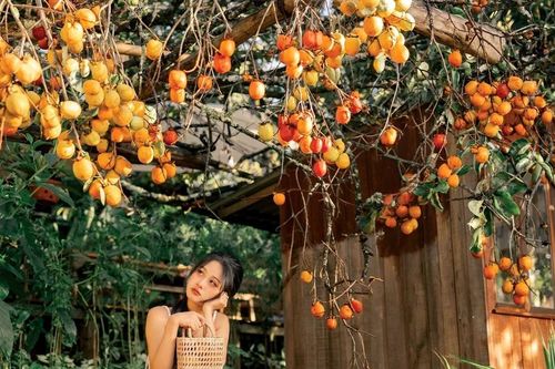 Măng Đen vào mùa hồng chín điểm đến 'ăn ảnh' giữa cao nguyên