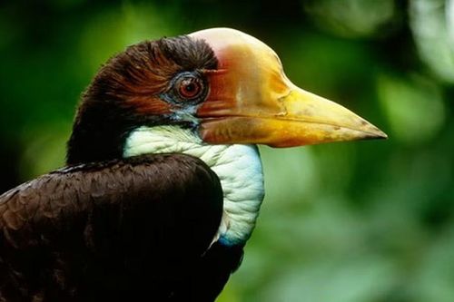Sốc với loài chim có mỏ sừng đắt đỏ hơn cả ngà voi