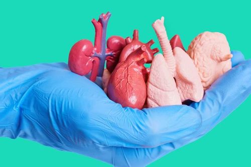 Giấc mơ trường sinh nhờ thay tạng