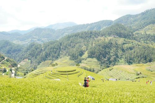 Lào Cai: Mùa lúa vàng 'bội thu' du khách