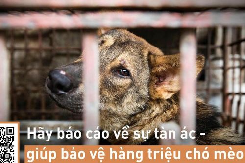 Nguy cơ lây lan dịch bệnh sang người do nạn buôn bán động vật trái phép
