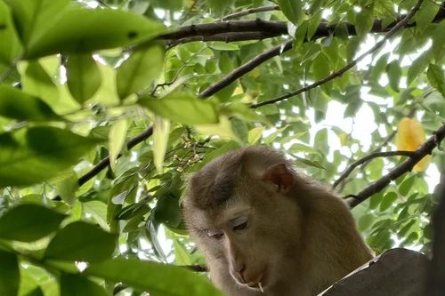 Khỉ đuôi lợn xổng chuồng 'đại náo' khu dân cư, 3 người bị thương