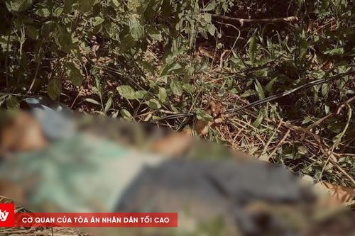 Đi chăn bò, người phụ nữ bị điện giật tử vong thương tâm