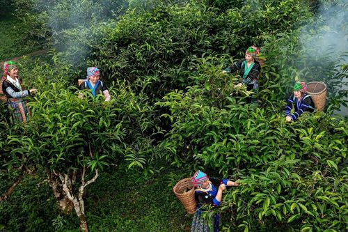 Từ tâm huyết của nghệ nhân trà tới dự án giúp phụ nữ vùng cao thoát nghèo