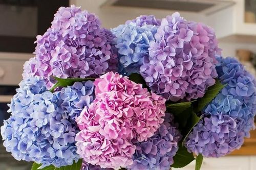 Cách trồng và ý nghĩa phong thủy của cẩm tú cầu