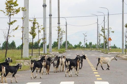 Cụm công nghiệp 250 tỷ ở Đà Nẵng thành nơi chăn thả gia súc