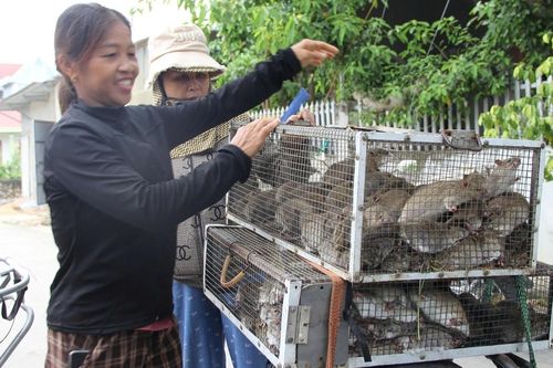 Cả làng săn chuột đồng ở Nghệ An: Nghề 'tay trái' hái ra tiền