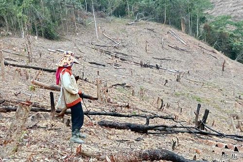 Hài hòa giữa bảo tồn tài nguyên rừng và phát triển sinh kế bền vững cho đồng bào dân tộc thiểu số và miền núi Sơn La