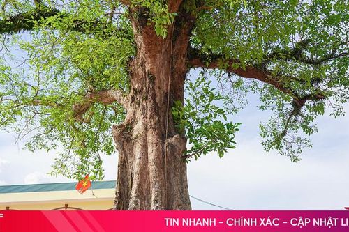 Ngắm cụm cây di sản 'đặc biệt' trong trường học ở Hà Tĩnh