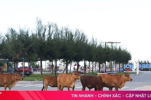 Đàn bò 'lạc' trong Khu du lịch Thiên Cầm