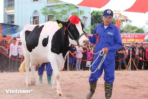 Ngành chăn nuôi bò sữa: Đàn bò giảm mạnh, sản xuất chưa tương xứng tiềm năng
