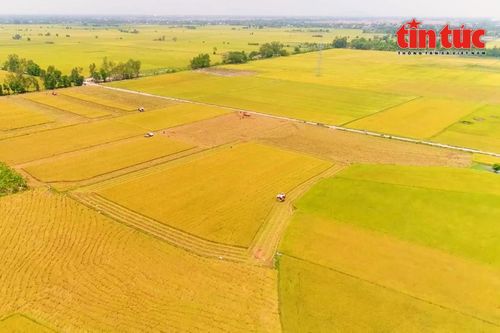 Phát triển nông nghiệp bền vững với đề án 1 triệu ha lúa chất lượng cao