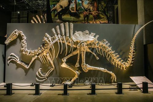 Số phận tiểu hành tinh đã hủy diệt loài khủng long