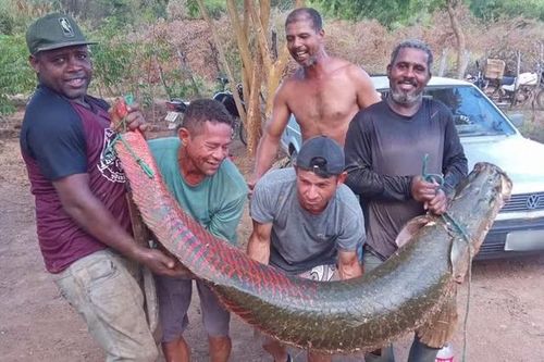 Ngư dân bắt được con cá khổng lồ dài 2,2 mét, nặng 80kg trên sông